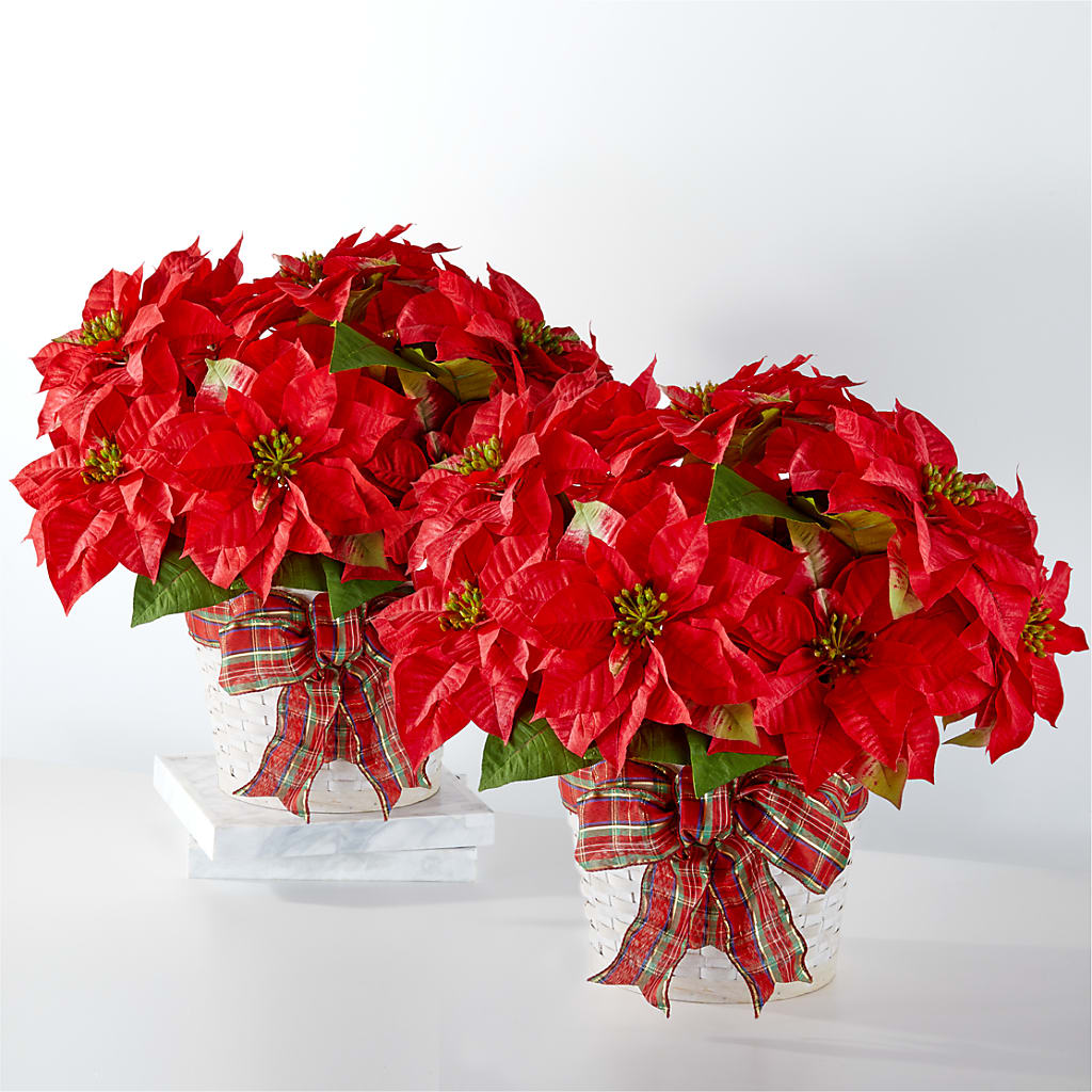 Happiest Holidays Poinsettia Bundle – Floreria Reno, Reno NV