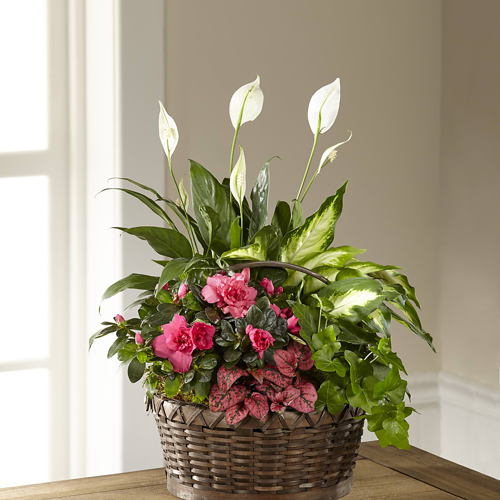 Dream in Pink Dishgarden – Floreria Reno, Reno NV