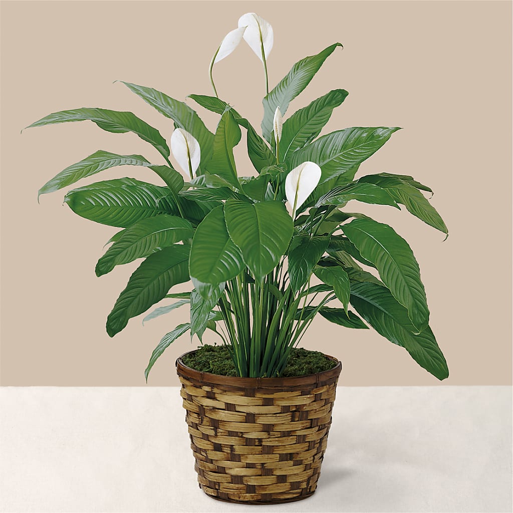 Tranquil Moments Peace Lily Plant – Floreria Reno, Reno NV