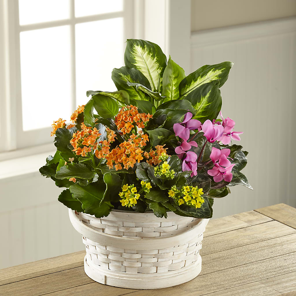 Color Crush Dishgarden – Floreria Reno, Reno NV