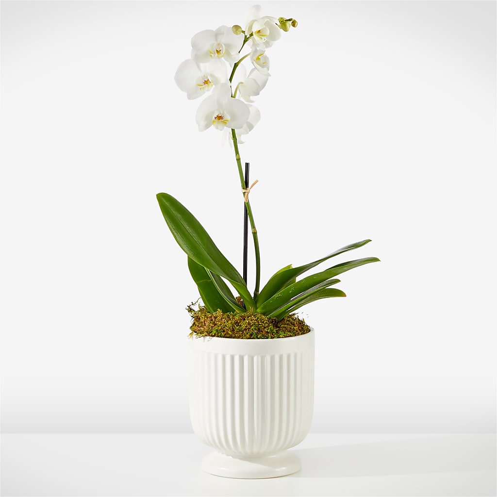 Whispering White Orchid – Floreria Reno, Reno NV
