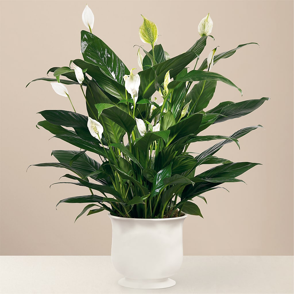 Comfort Planter – Floreria Reno, Reno NV