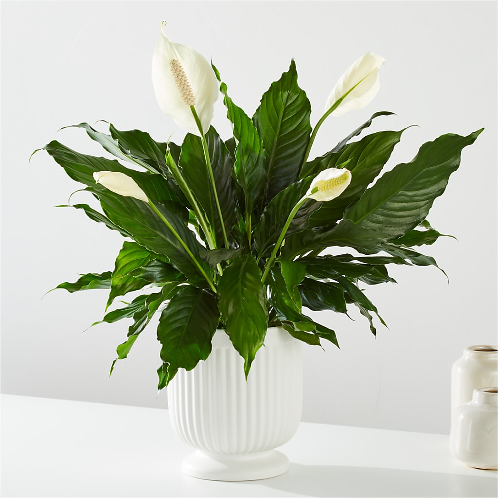 Comfort Planter – Floreria Reno, Reno NV