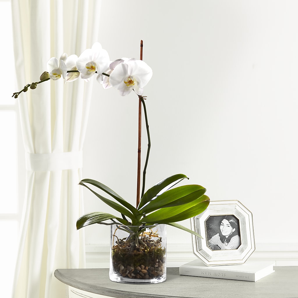 White Orchid Planter – Floreria Reno, Reno NV
