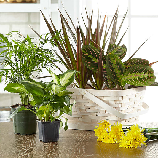 Florist Designed Blooming and Green Plants in a Basket –  Floreria Reno, Reno NV