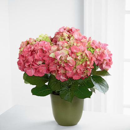 Pink Hydrangea Planter –  Floreria Reno, Reno NV
