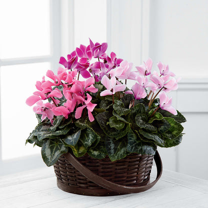 Mixed Cyclamen Planter –  Floreria Reno, Reno NV