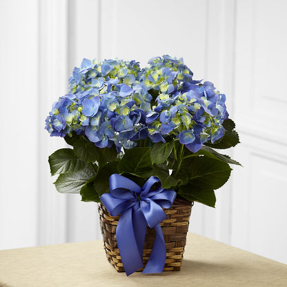 Blue Hydrangea Planter –  Floreria Reno, Reno NV