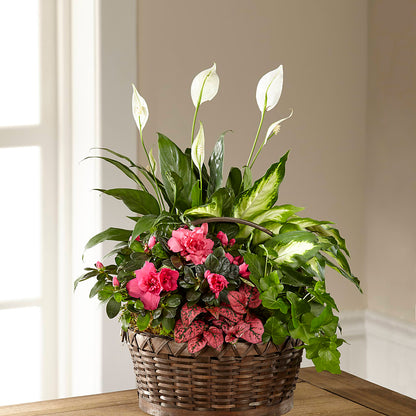 Dream in Pink Dishgarden –  Floreria Reno, Reno NV