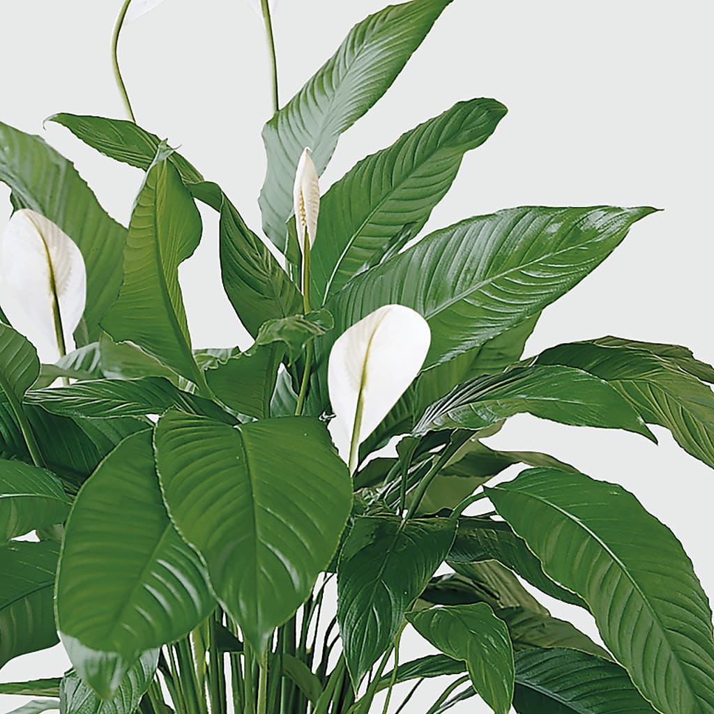 Tranquil Moments Peace Lily Plant –  Floreria Reno, Reno NV