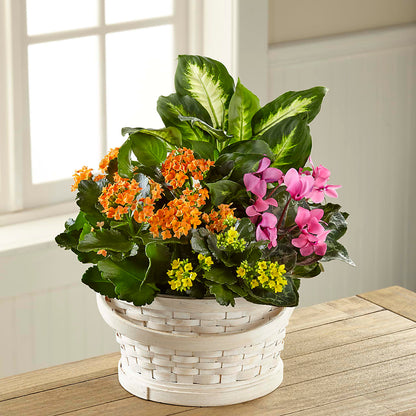 Color Crush Dishgarden –  Floreria Reno, Reno NV