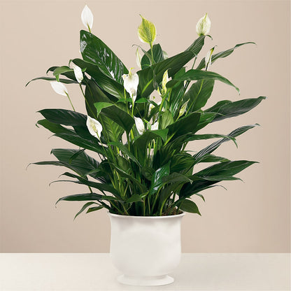 Comfort Planter –  Floreria Reno, Reno NV