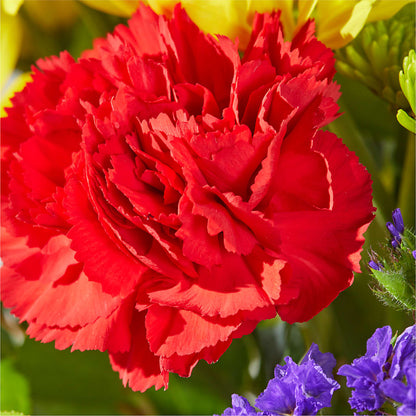 Brighter Days Bouquet –  Floreria Reno, Reno NV