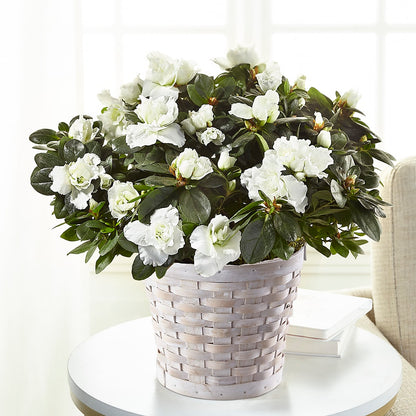White Azalea Plant –  Floreria Reno, Reno NV