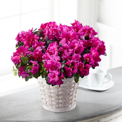Hope & Serenity Azalea Plant –  Floreria Reno, Reno NV