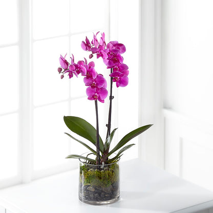 Pink Orchid Plant –  Floreria Reno, Reno NV