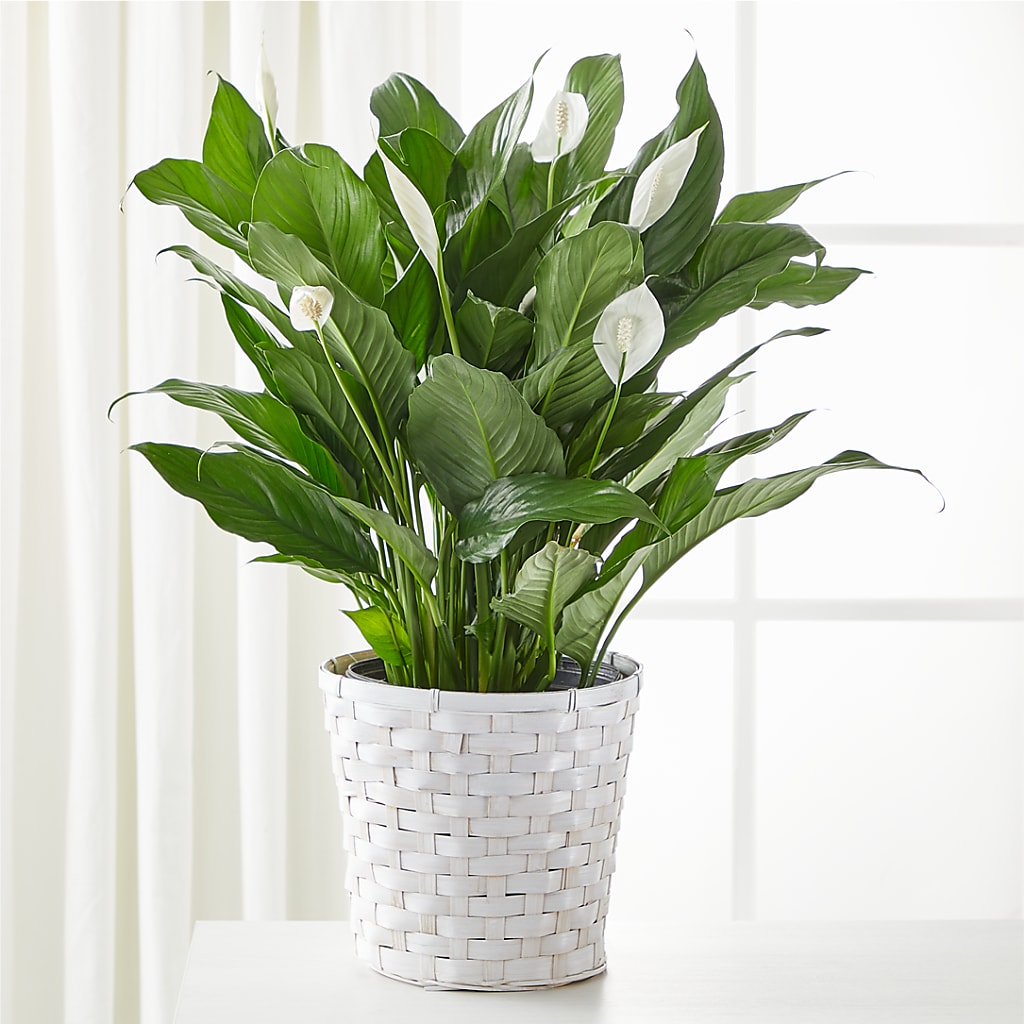 indoor plants reno A New Leaf Peace Lily – white flower arrangement | Reno, NV