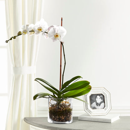White Orchid Planter –  Floreria Reno, Reno NV